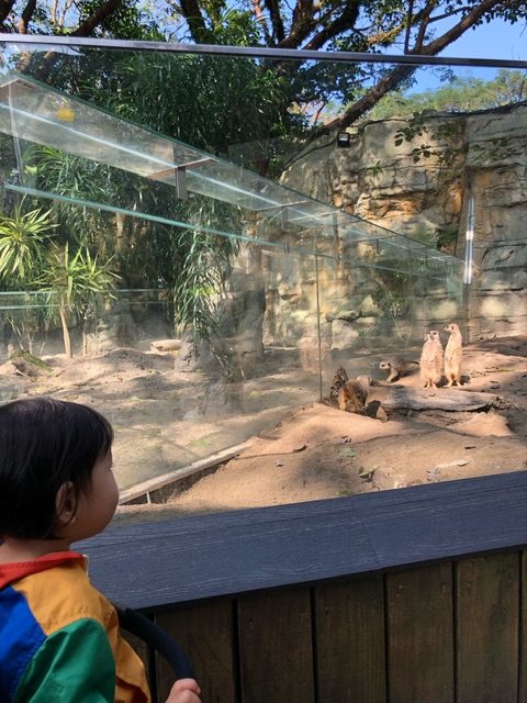 台北動物園 コレクション ベビーカー