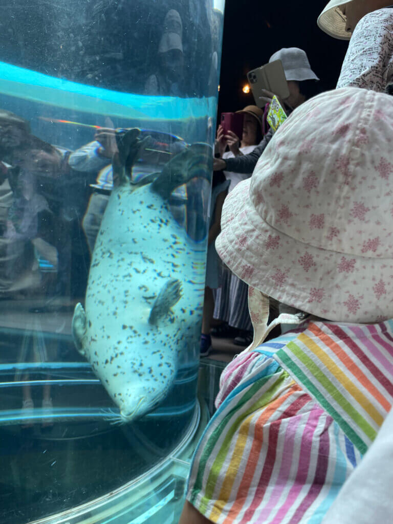 アザラシ