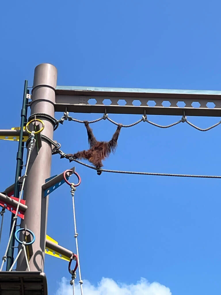 オランウータン館