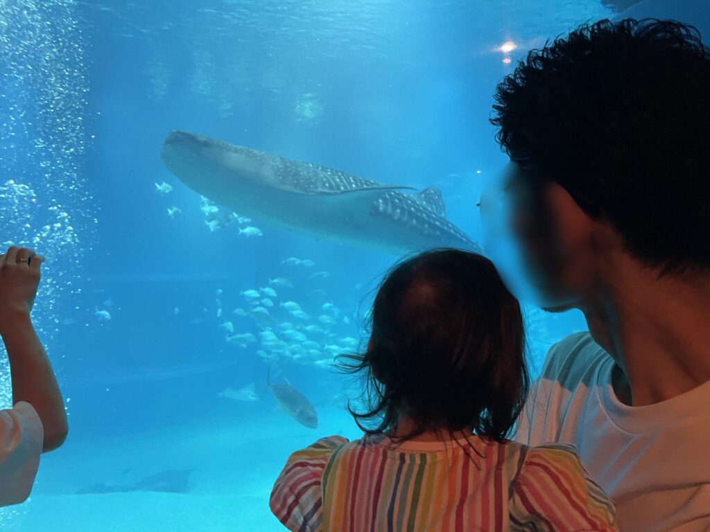 海遊館のジンベエザメ