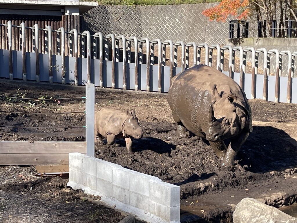 サイの赤ちゃん